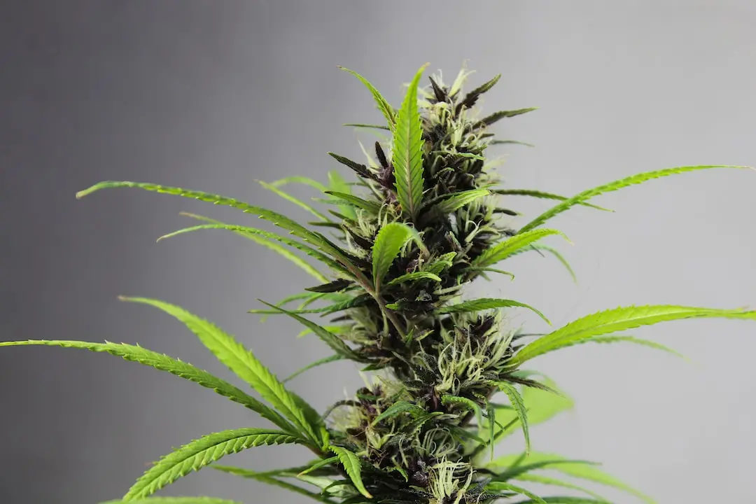 Eine Marihuana-Pflanze (Unsplash)