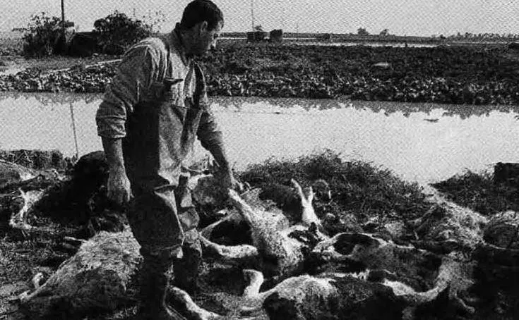 Carcasse di animali annegati