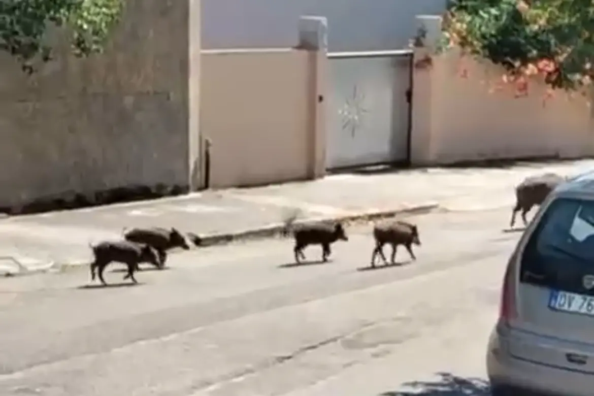 Cinghiali a spasso a Nuoro (Ledda)