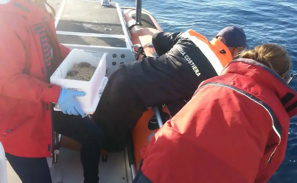 Il rilascio delle tartarughe nell'Area Marina protetta