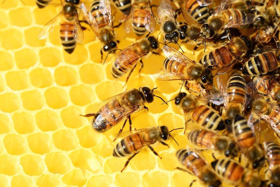 #AccaddeOggi: 20 maggio, la Giornata mondiale delle api
