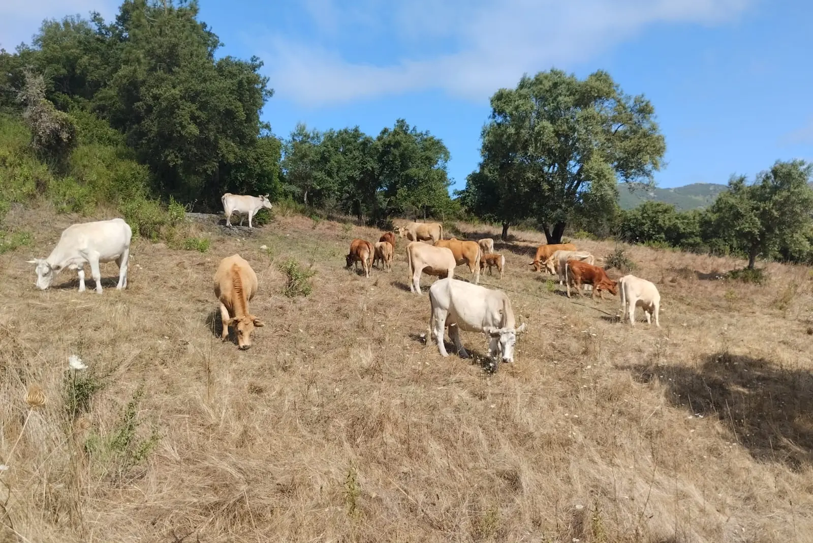 Bovini al pascolo