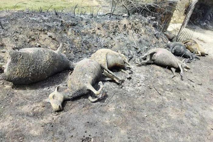 Animali morti durante i roghi in Sardegna (foto Ansa)