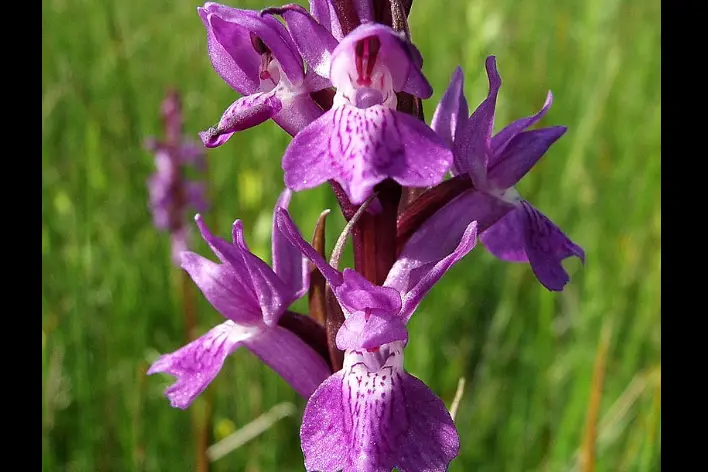 Una Dactylorhiza elata (Wikipedia)