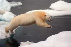 Un orso polare fa un lungo salto tra i ghiacciai (Archivio L'Unione Sarda)