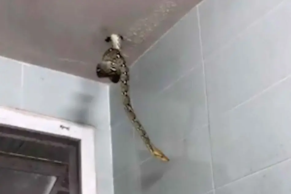 Il serpente immortalato dal 35enne nel bagno del ristorante