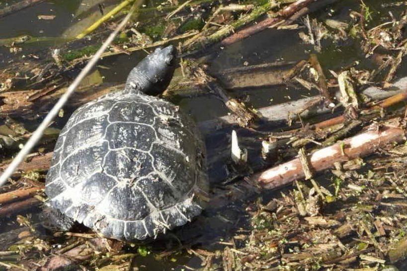 Porto Torres: le tartarughe &quot;aliene&quot; invadono il Rio Mannu
