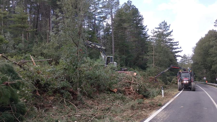 Boschi distrutti da Harry, arrivano le cure