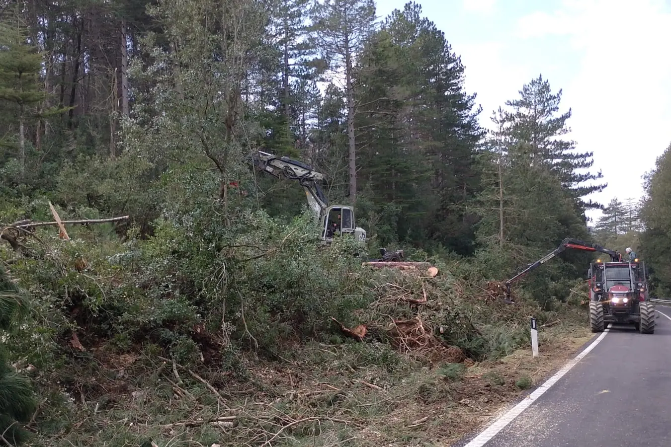 Interventi nel cantiere Forestas