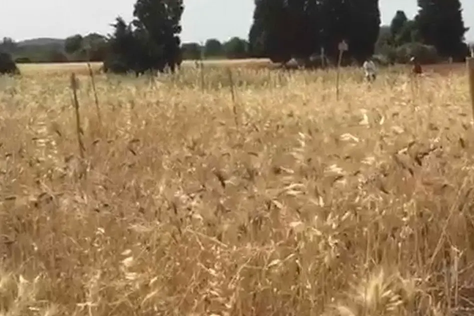 Un campo di grano