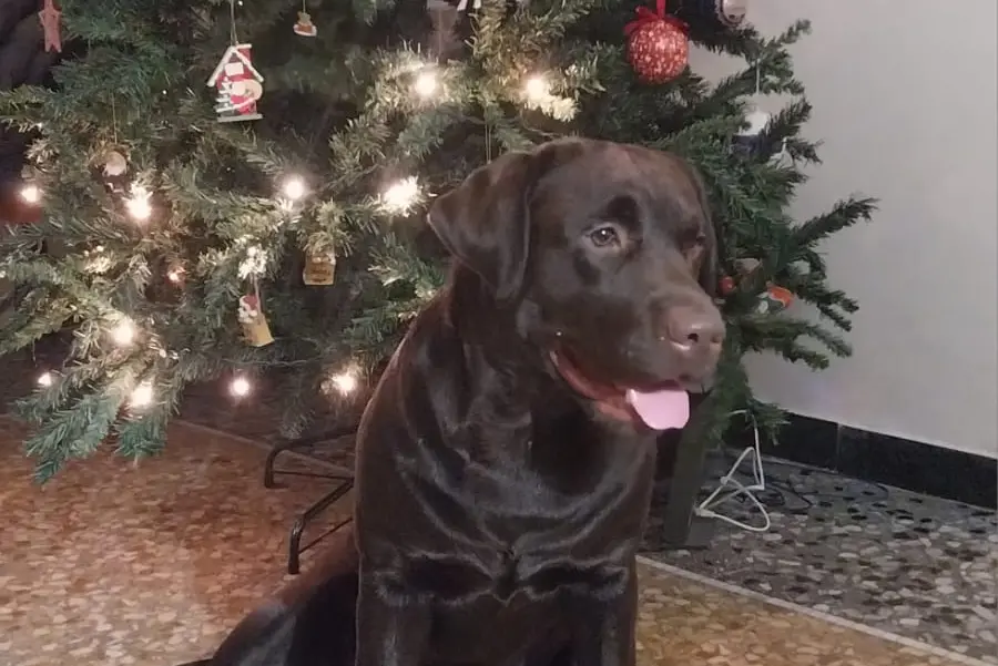 Buon Natale da Ius, Cagliari