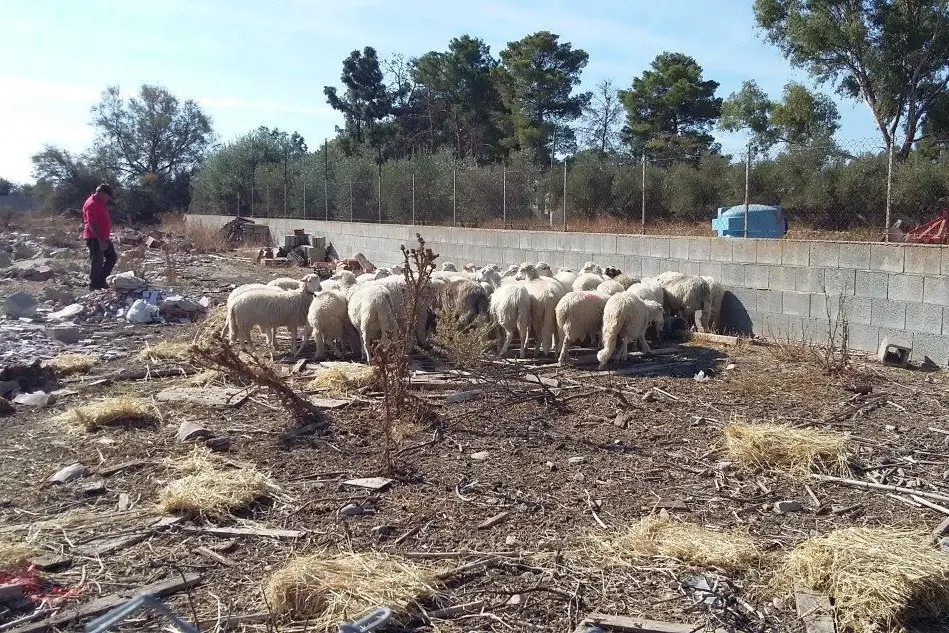 Pecore al pascolo all'interno di un recinto