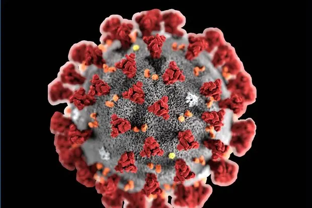 Coronavirus (foto Ansa)