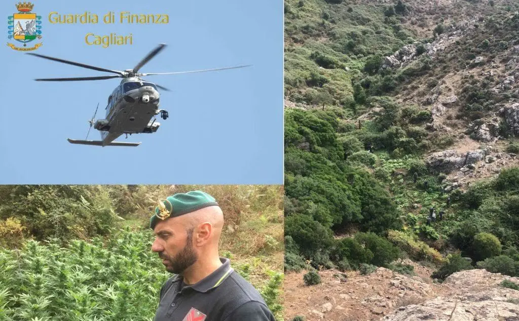 La piantagione sul monte Serpeddì (Foto Gdf)