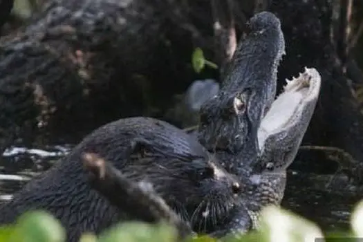 La lontra attacca un alligatore