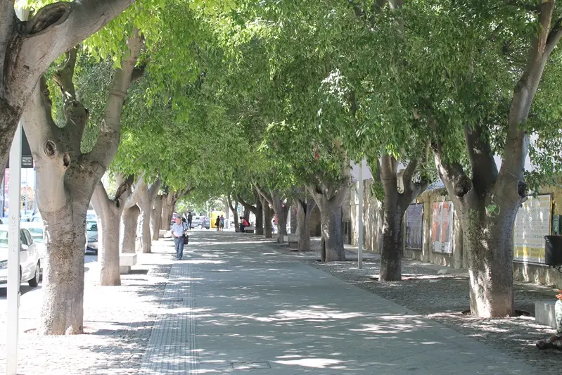 Gli alberi di corso Vico