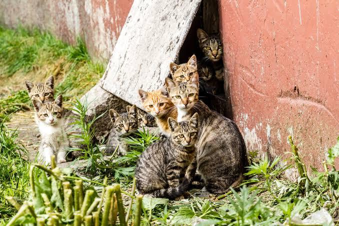 Colonie feline, il Comune di Oristano investe 12mila euro contro il randagismo