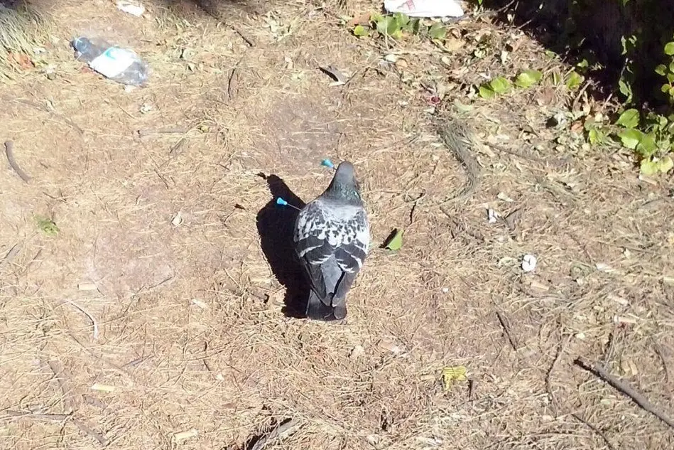 Un piccione infilzato