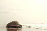 India: lotta contro il tempo per salvare migliaia di tartarughe