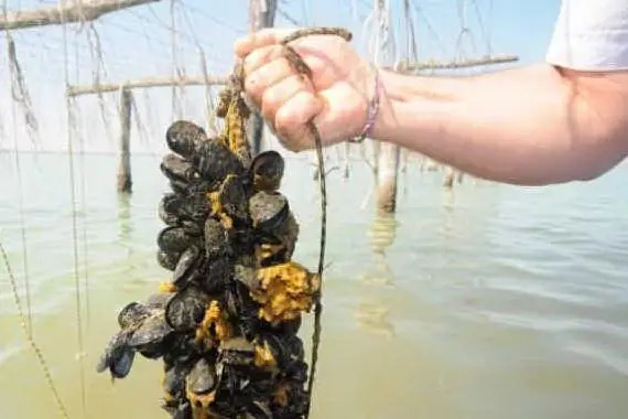 PESCA ABUSIVA DI COZZE