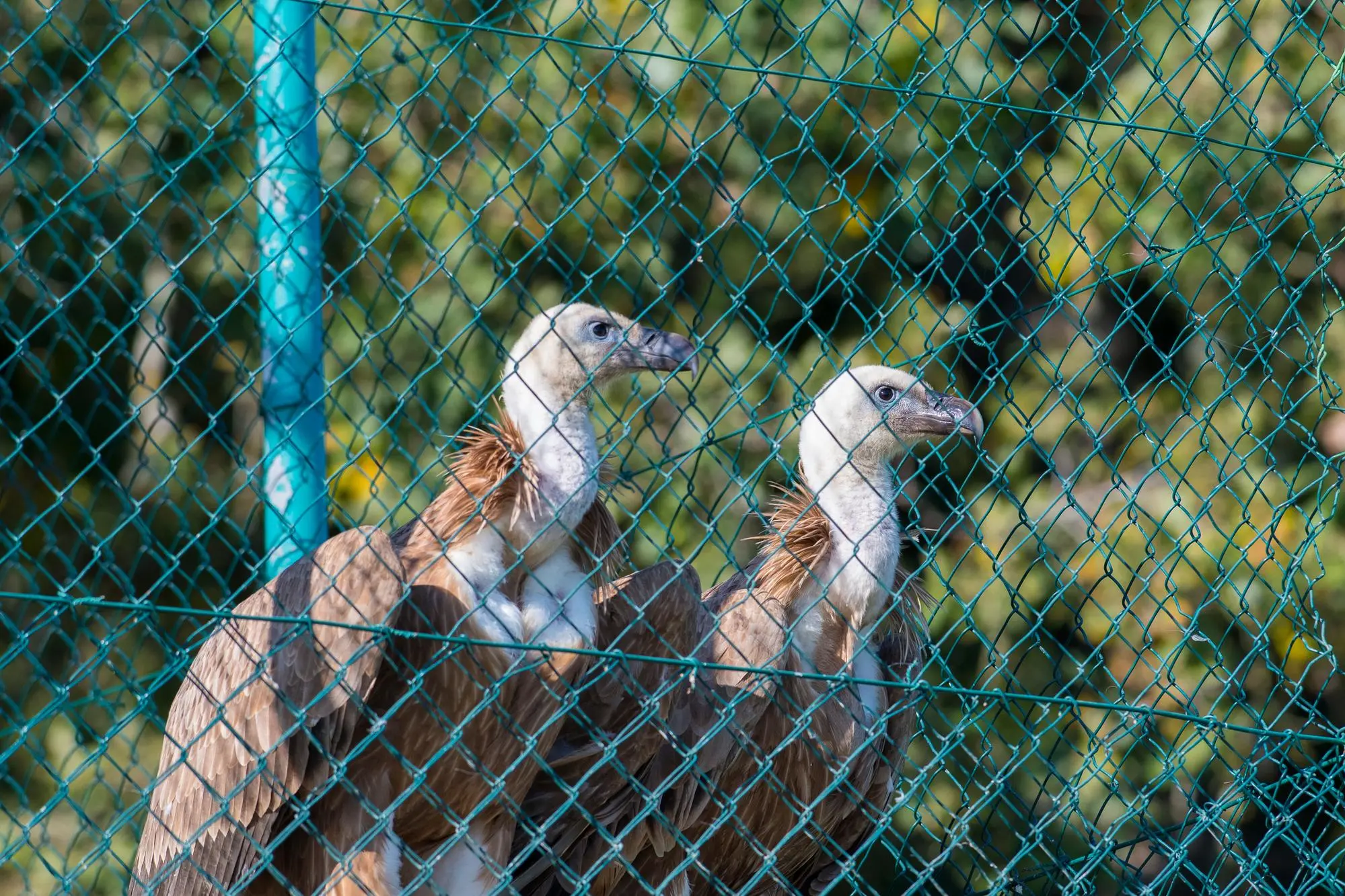 Le due femmine di grifone liberate (foto concessa)