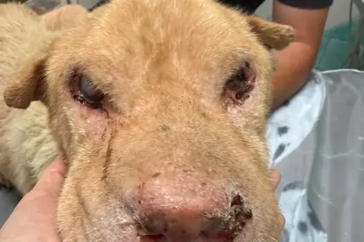 La cagnolina soccorsa (foto concessa)