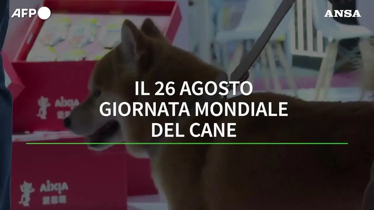 https://immagini.unionesarda.it/version/c:NDM2NzAzN2ItN2VhYi00:Nzc0OTQzOWQtYzEzOC00/image.webp?f=16:9