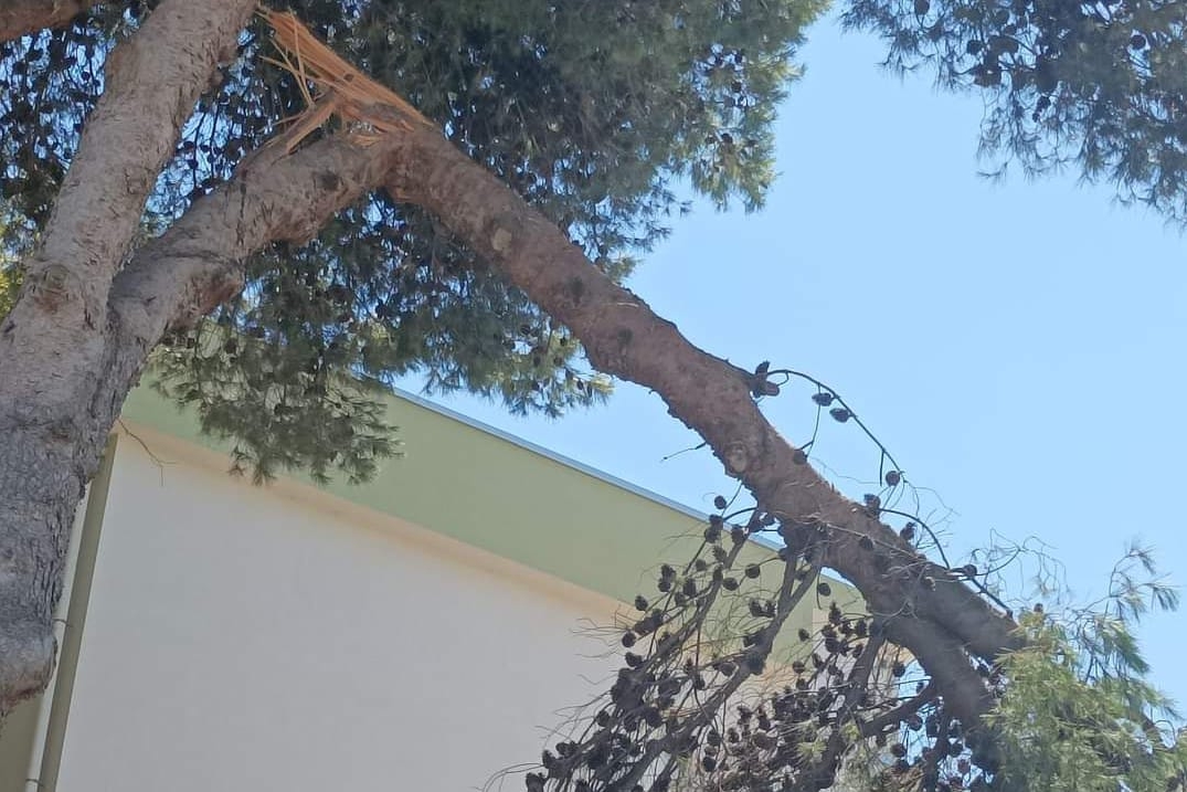 Il grosso ramo caduto all'interno del cortile della scuola media di via Cedrino a Sassari (L'Unione Sarda - Tellini)