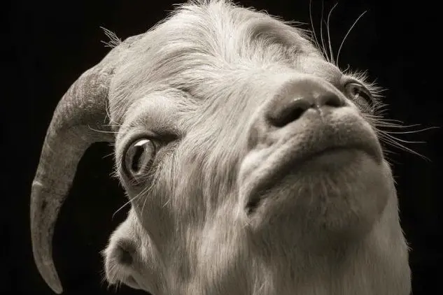 La bellezza animale negli scatti del fotografo Kevin Horan