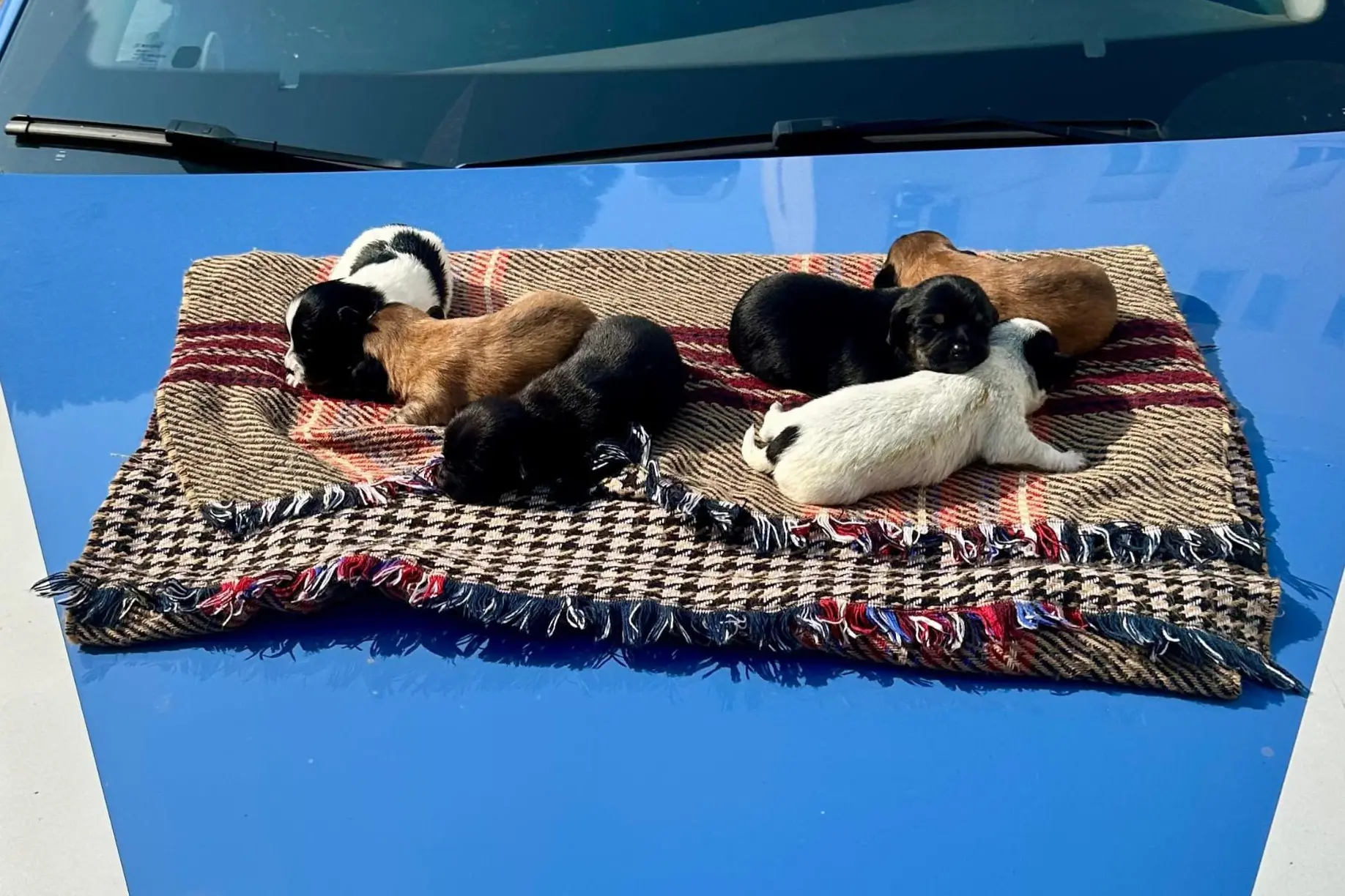 I cuccioli salvati dalla polizia a Cagliari