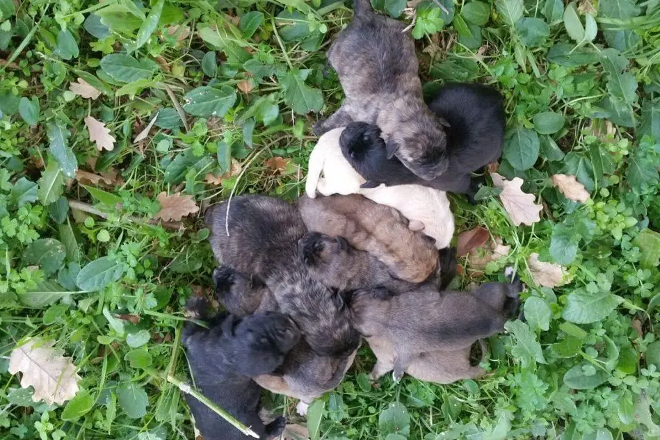 Gli undici cuccioli salvati dalla Forestale