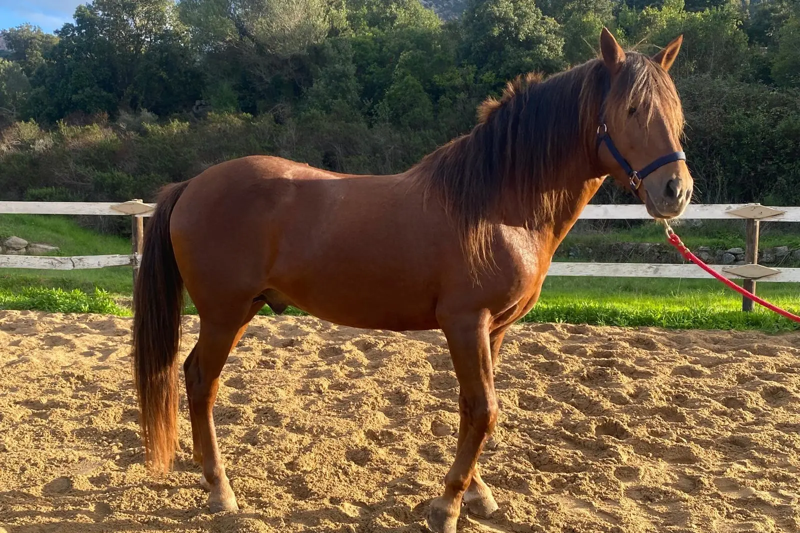 Un bell'esemplare di cavallo del Sarcidano