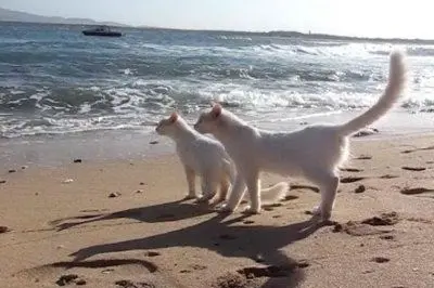 I gatti sulla spiaggia di "Su Pallosu"