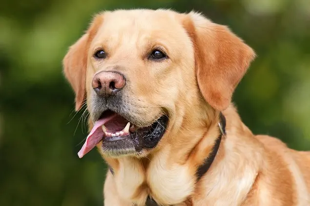 Un cane (foto archivio)