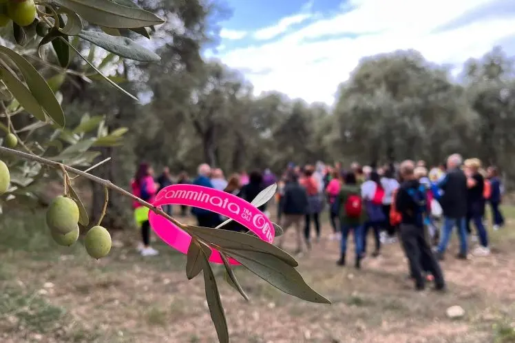 Un percorso tra gli olivi di Sorso (foto concessa)