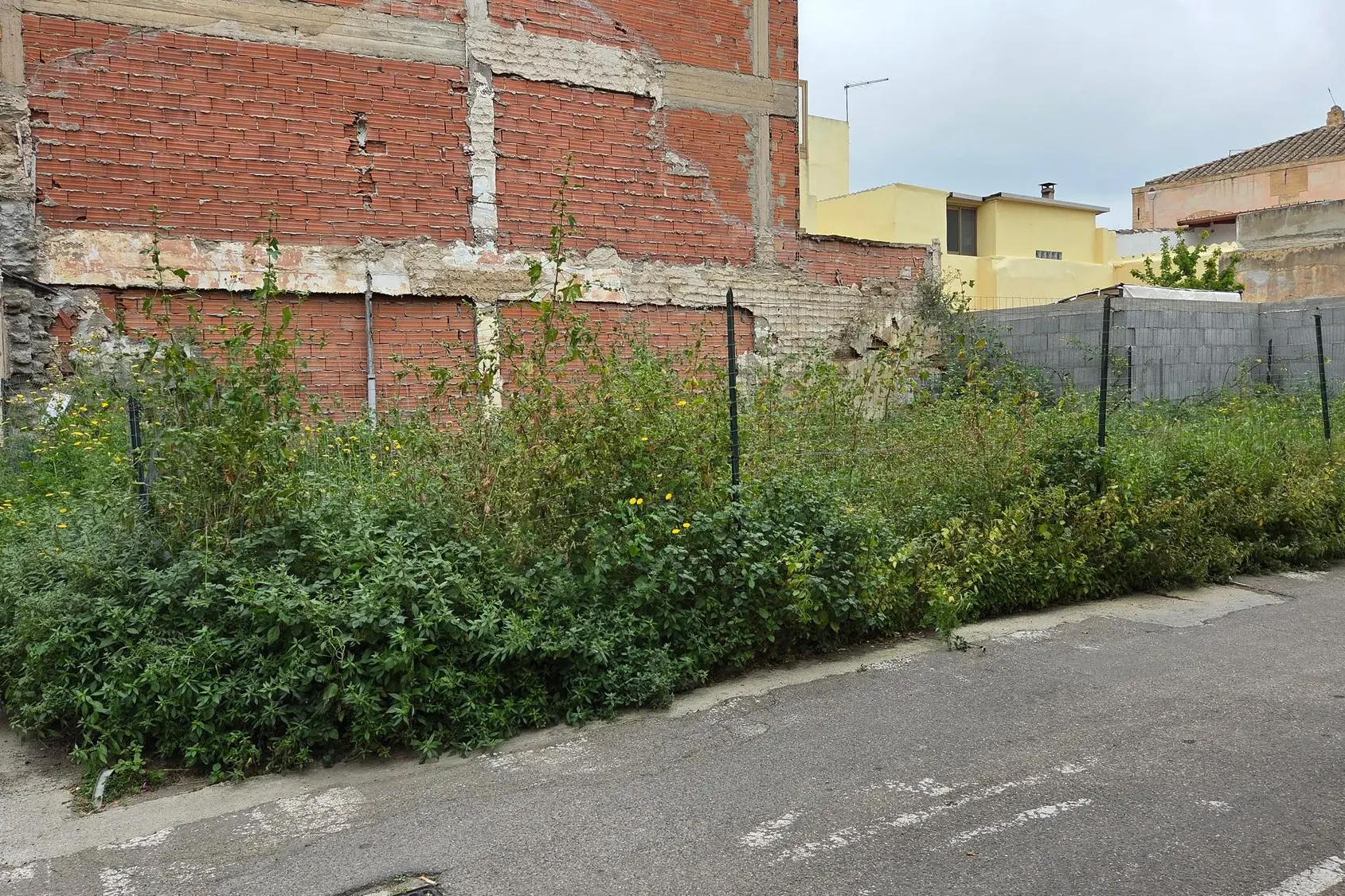 Erbacce in centro (foto Daga)