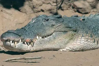 Un esemplare di  coccodrillo