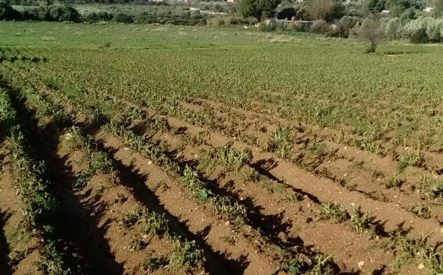 Coltivazioni danneggiate