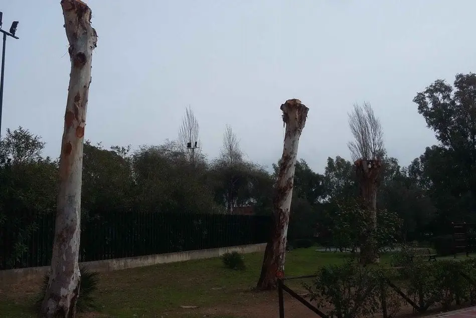 I 3 grandi alberi di Eucaliptus della zona ovest del parco Scarzella sfrondati e potati per motivi di sicurezza