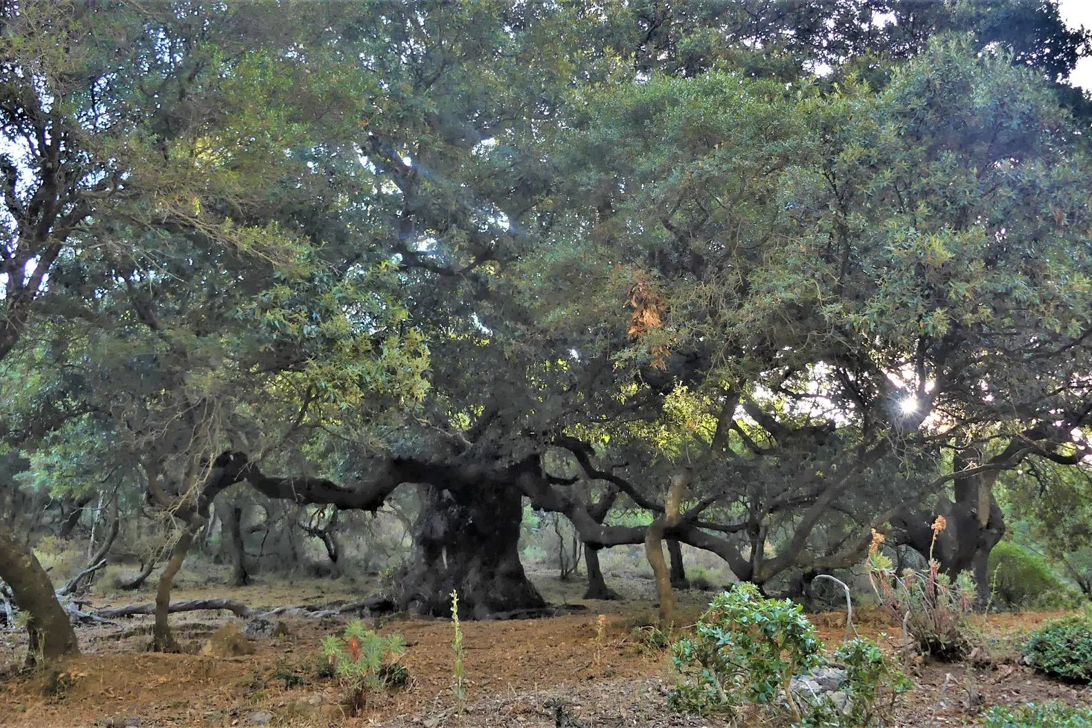 La foresta di Tuviois (foto Serreli)