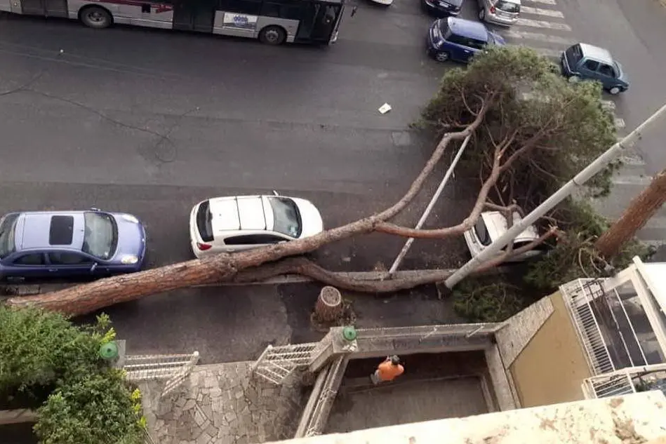Un albero caduto a Roma (Ansa)