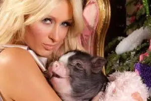 Pari Hilton e il suo maialino
