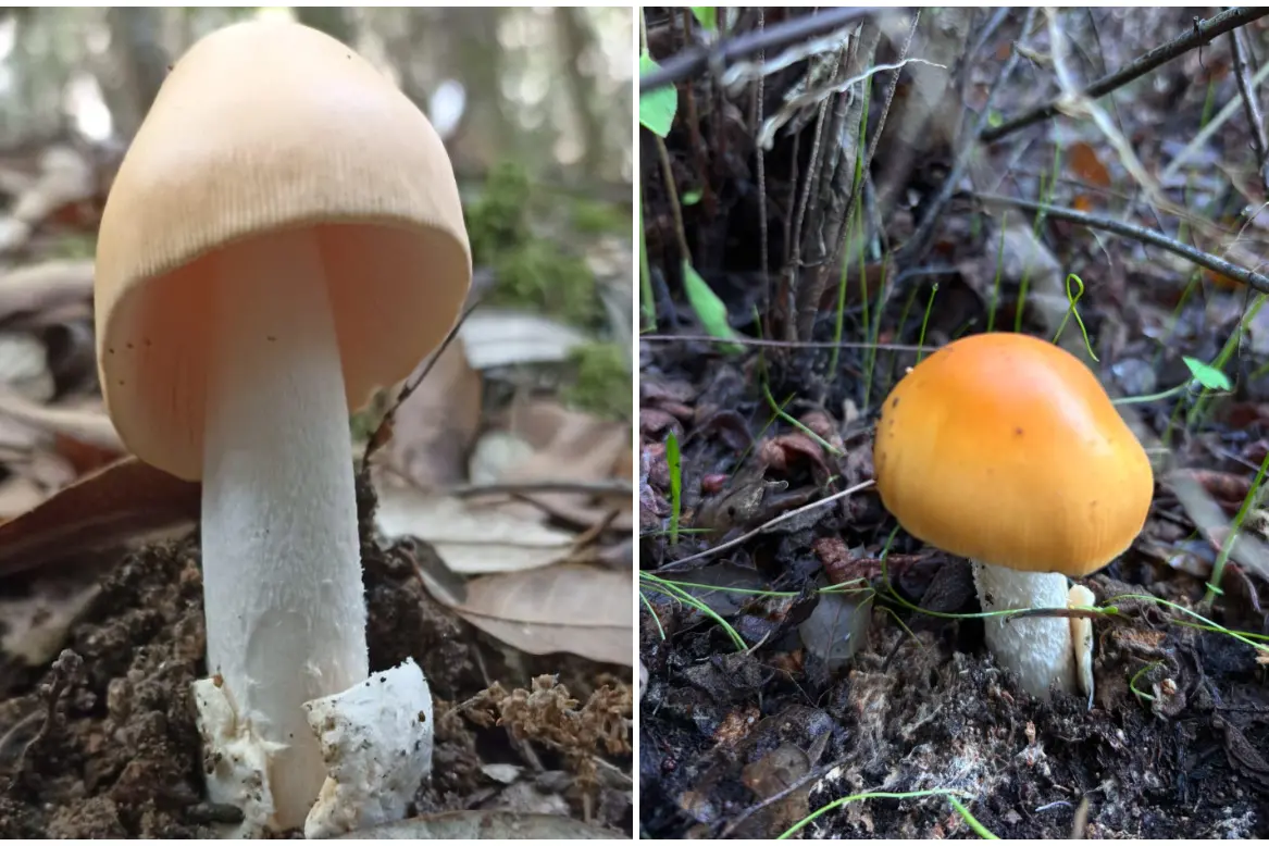 Alcuni dei funghi velenosi (foto Asl)