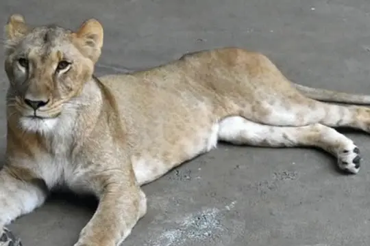 Allo zoo di Tama a Tokyo morte tre leonesse, forse per colpo di calore