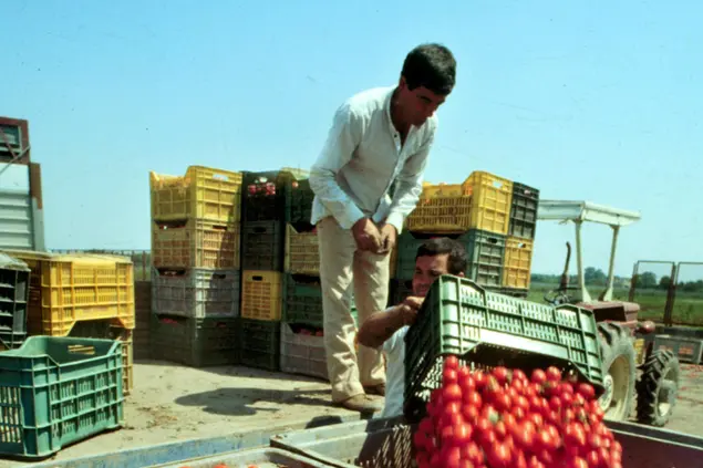 Braccianti agricolo (Foto Ansa)