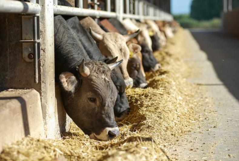 Allarme dermatite, il Ministero blocca la movimentazione dei bovini dall’Isola: è polemica