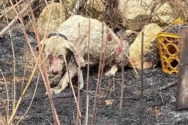 Il cane pastore, ribattezzato &quot;Angelo&quot;, ustionato nel rogo del Montiferru (foto archivio Unione Sarda)