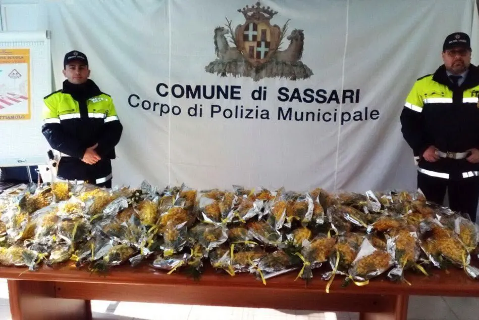 Le mimose sequestrate dalla polizia municipale