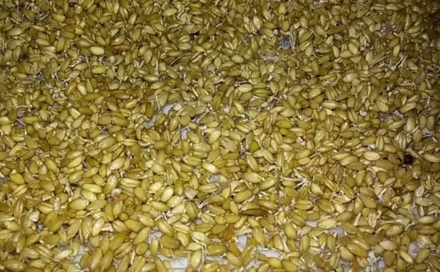 I semi di grano