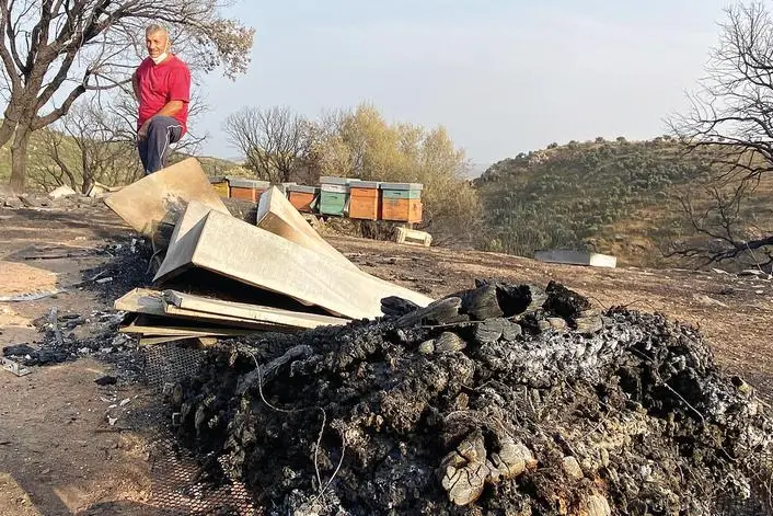 La distruzione degli alveari di Sandro Pisano a Mandas (foto L'Unione Sarda)